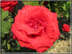 foto Rose